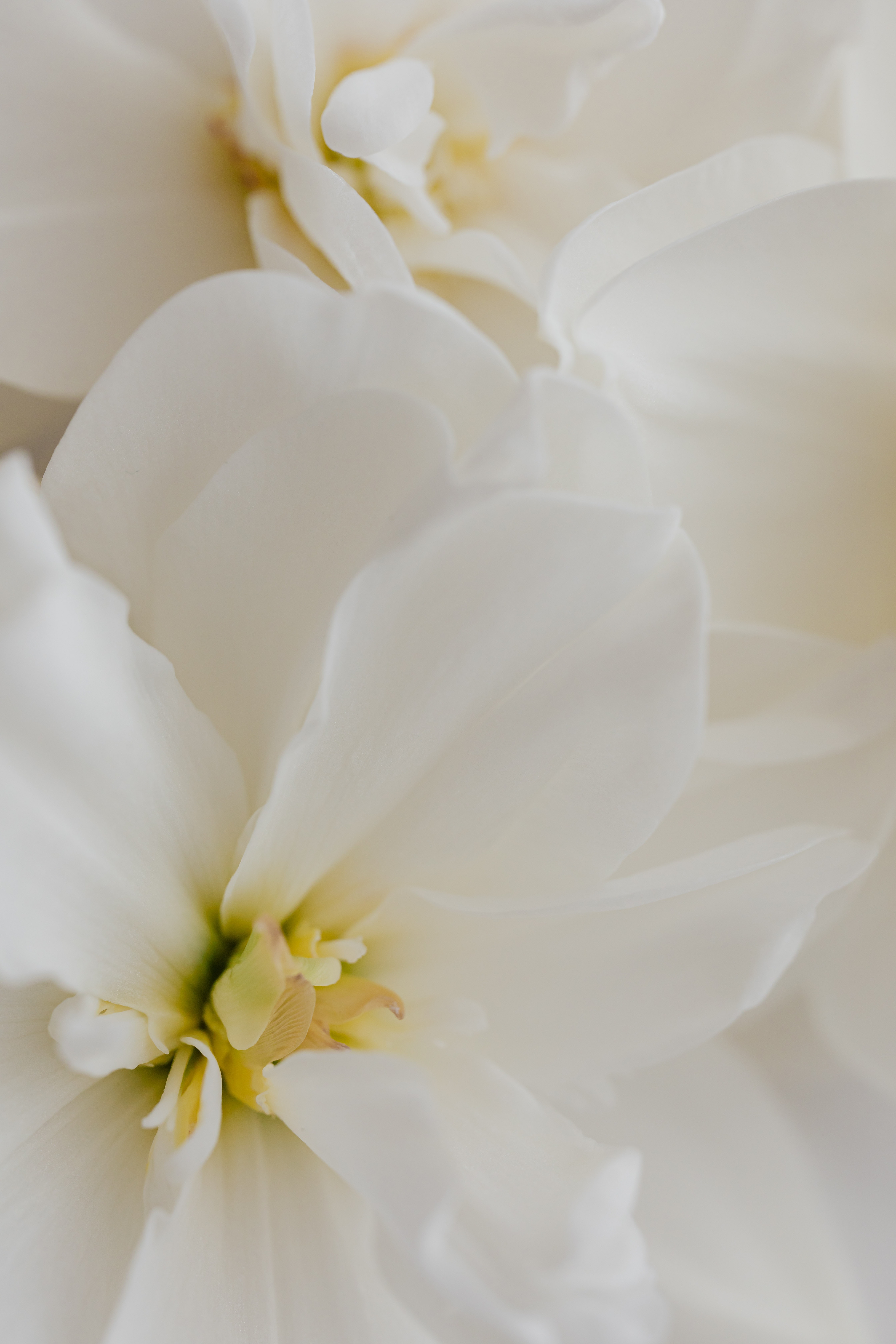 Image de fleurs